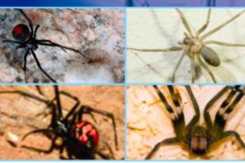 Guía de prevención, diagnóstico, tratamiento y vigilancia epidemiológica del envenenamiento por arañas